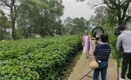 英德茶企复工复产热情高涨直播带旺春茶销售