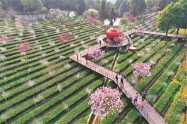 四川宜宾：茶旅融合 春色醉人