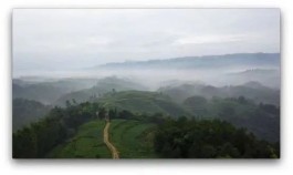 茶香天府：一诗一茶 品蒙山甘露