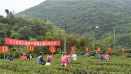 白河县第二届茶叶技能大赛暨卡子镇首届茶旅文化节举办