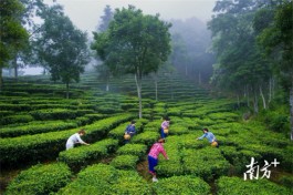 广东最受欢迎十大茶旅游线路：梅州市丰顺县丰顺红色马图·绿色马山茶文化体验之旅