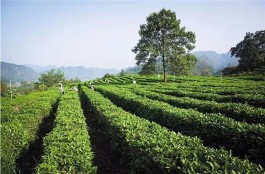 县域茶旅一体化：茶园变景区，茶山变金山