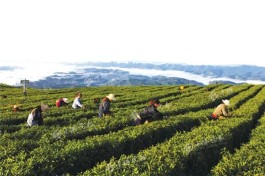 湖北省茶文化旅游线路推荐——十堰·竹山圣水茶场
