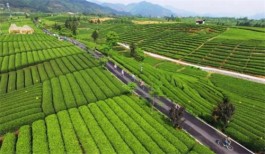松阳获“2021年度茶旅融合特色县域”等称号