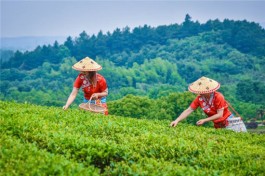 乌龙茶寻茶之旅