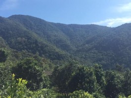 寻茶记：普洱茶一路向南之困鹿山①｜品茗鉴山