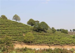 新八大茶山之布朗