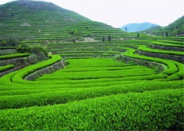 南龙乡以“茶旅一体化”为主导发展高附加值产业