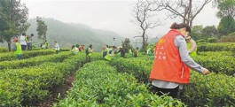 江门：茶旅融合带旺乡村游 