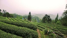 引领川茶品牌铸辉煌——蒙顶山茶地理标志发展之路