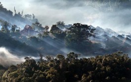 墨江五大古茶山之——坝溜古茶山