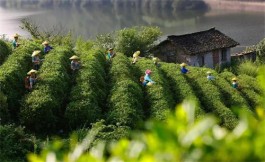 尚朝阳到浉河区调研茶产业发展和茶旅融合工作
