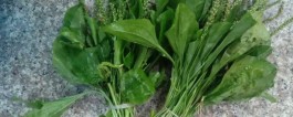 车前草茶如何制作 车前草茶制作方法