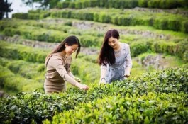 茶旅融合促“中国黑茶之都”时尚升级