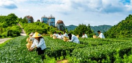 走进英德寻香品茗 感受英德红茶文化的魅力