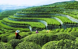 七彩部落：茶旅一体织就美丽乡村小康梦