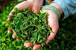 中国茶叶产地有那么多，哪里的茶最有名？