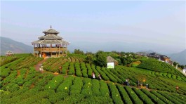长沙县茶旅融合走出新style