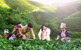 普洱茶产业概况：历史与现状