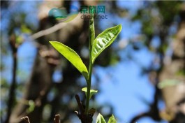 临沧永德大雪山有哪些茶？口感如何？