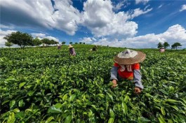 各地名茶来沪打擂台 上海茶博会倾力拉动内需