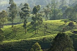 2021年1-11月印度茶叶出口量下降至1.75亿公斤