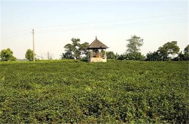贵州积极打造茶旅融合产业