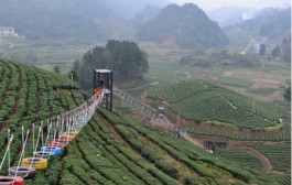 茶文化为主题的旅游 当前国内茶旅游发展主要几种模式