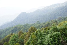 时光穿梭 探访千年勐库大雪山野生古茶树群落