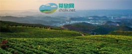 贵州省兴仁县黔仁茶：茶园里的休闲体验