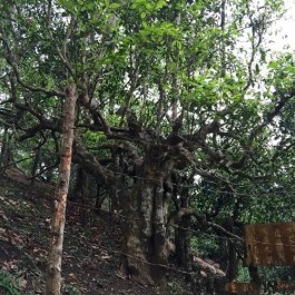 西双版纳南糯山800年茶王树