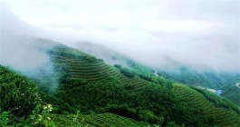 “红”起来的茶乡！贵州推出两条红色茶旅精品路线