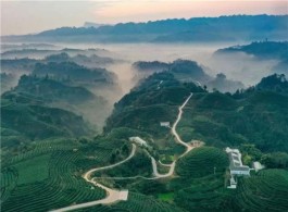 雅安：春茗飘香！蒙顶山下采茶忙