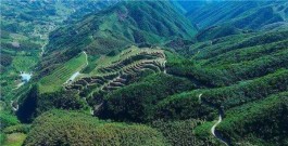 二年级作文：茶之不易