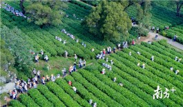 体验采茶、学习泡茶…千名学生乐享英德茶研学之旅