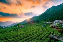 黄山区获评2021年度茶旅融合特色县域