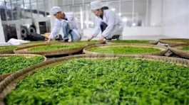令人震惊的茶知识！！！