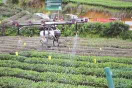 湄潭县：绿色发展 以茶兴农