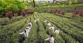 “舒茶人民公社茶乡旅游黄金线”被评为安徽省首届十大最美茶旅线路