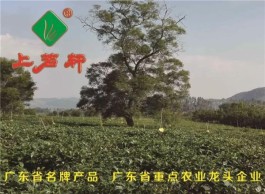 英德市上茗轩茶园红茶博物馆创新“旅游+研学”模式