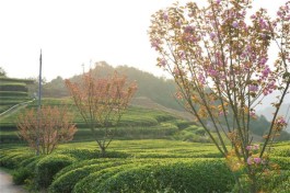 【筱村镇】葛垟茶场春欲暮 客来烹茶三杯香