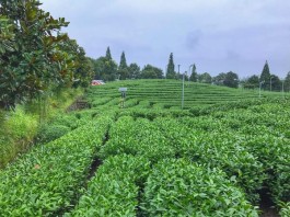 在中国最大的茶园，遇见一位年轻貌美的“茶姑”