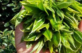权威发布：2017古树普洱茶头春茶价格出炉