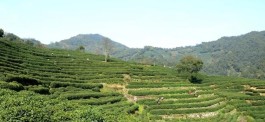 中国十佳茶旅研学线路正式发布