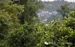 贺开古茶山：遇见最美的拉祜茶山