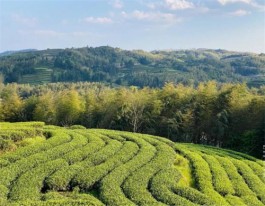 古人为何将“喝茶”称为“吃茶”