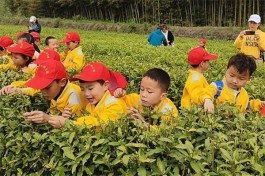平利县城关镇中心幼儿园举行“采茶游学之旅”亲子社会实践活动