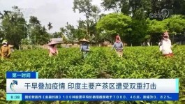 印度茶叶减产超6000万公斤，而大量印度茶农无茶可采