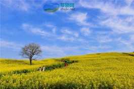 红河州农业农村局开展春季茶叶种植专项执法检查活动