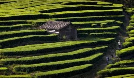 泰顺培育农旅融合新业态初具规模